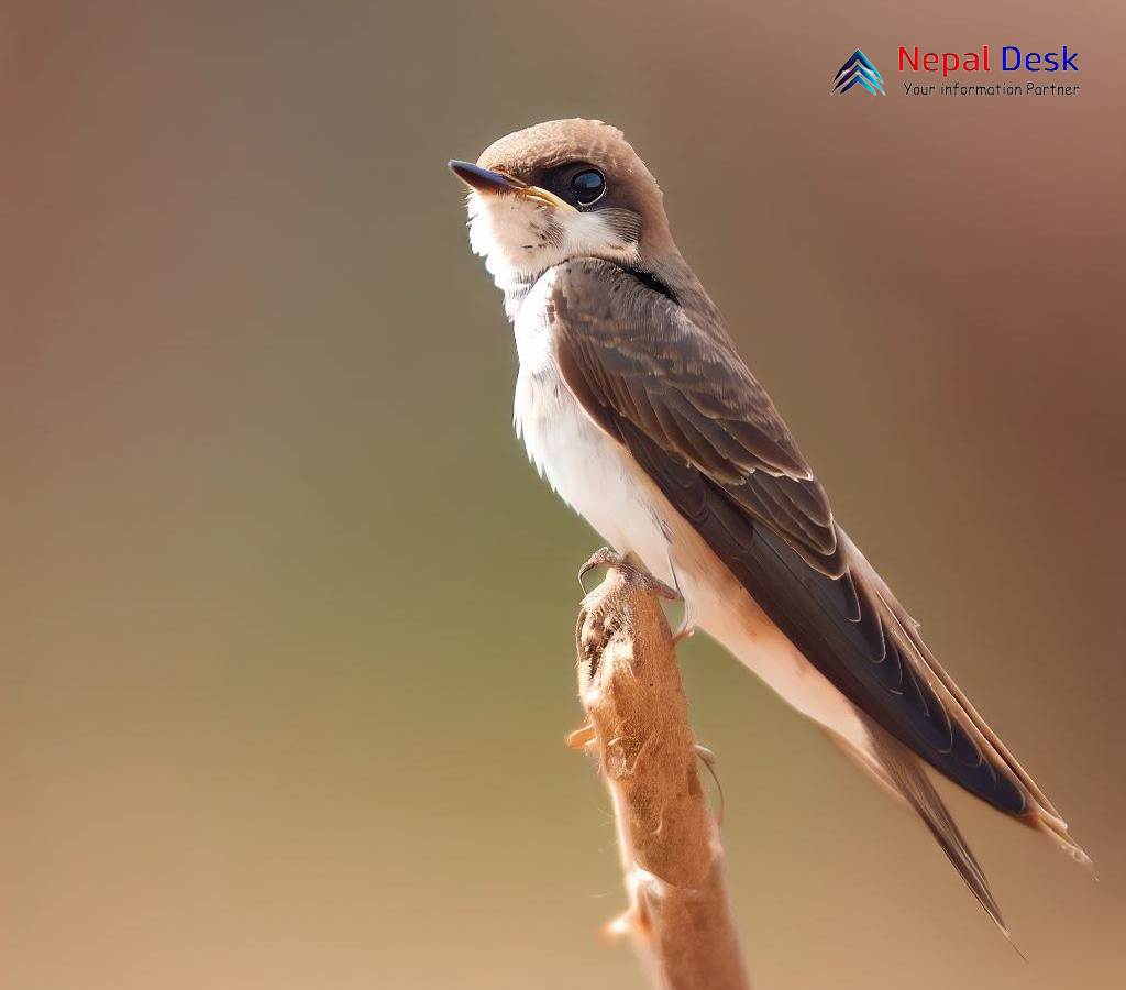 Common Sand Martin A Master of Aerial Agility and Underground Nests